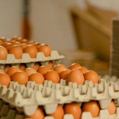 Bio-Hühnereier in Pappverpackungen in der Nahaufnahme