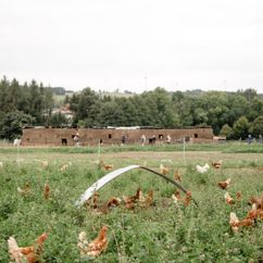 Freilaufende Bio-Hühner auf einer Wiese