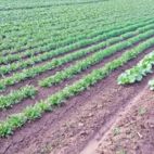 Blick über den Acker auf dem Auenhof