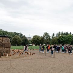 Menschengruppe betrachtet Freigehege für Bio-Hühner