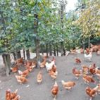 Hühner laufen im Freigehege unter Bäumen herum