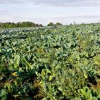 Ein Acker mit Gemüsepflanzen